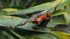 Carmichaelia williamsii