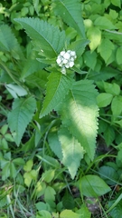 Parthenium auriculatum