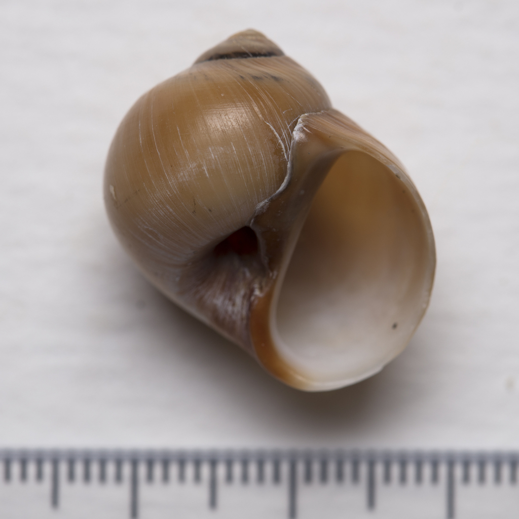 dark necklace shell