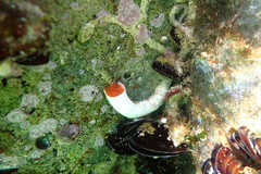 Protula bispiralis