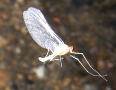 Ephemerellidae