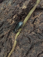 Odontotaenius