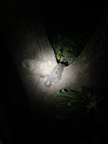 Diamond Python sighting