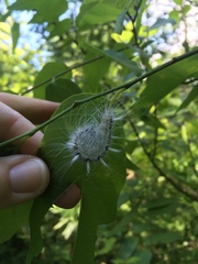 Acronicta americana