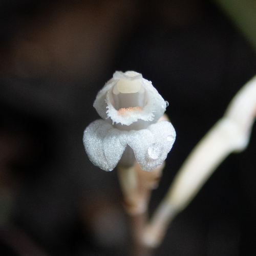 Didymoplexis micradenia iNat (2)