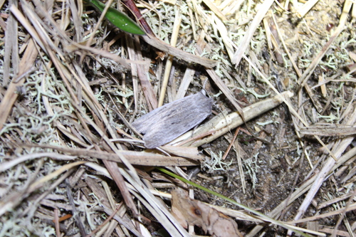 Hoary Pinion and Allies photo 3