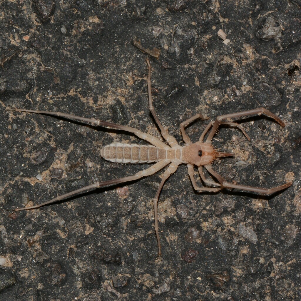 Chanbria serpentinus