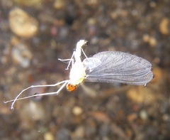 Ephemerellidae
