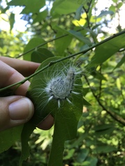 Acronicta americana