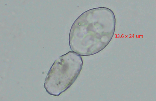 Neoerysiphe galeopsidis