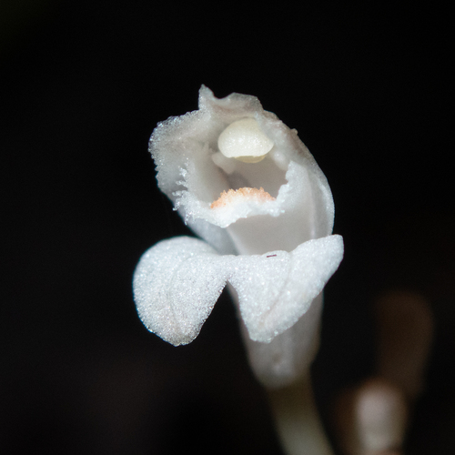 Didymoplexis micradenia