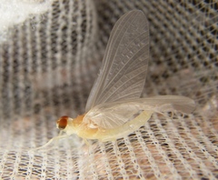 Ephemerella dorothea