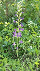 Baptisia australis aberrans