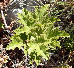 Pelargonium pseudoglutinosum, photograph (c) Nicola van Berkel, some rights reserved (CC BY-SA)