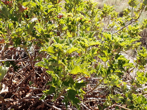 Pelargonium pseudoglutinosum