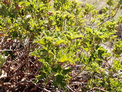 Pelargonium pseudoglutinosum