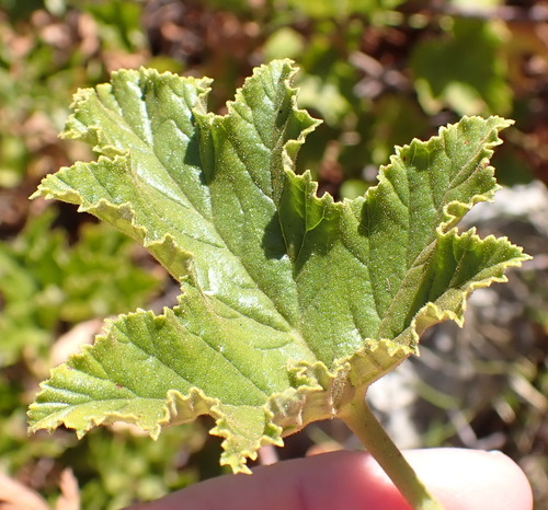 Pelargonium pseudoglutinosum, photograph 2