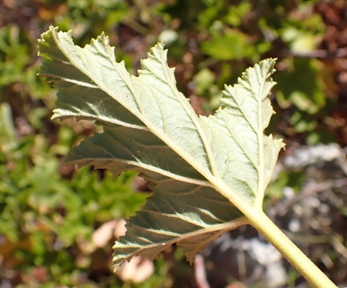 Pelargonium pseudoglutinosum, photograph 3