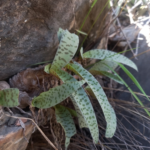 Ledebouria socialis