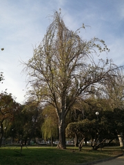 Populus alba