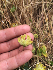 Trifolium fucatum