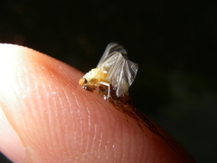 Ephemerella dorothea