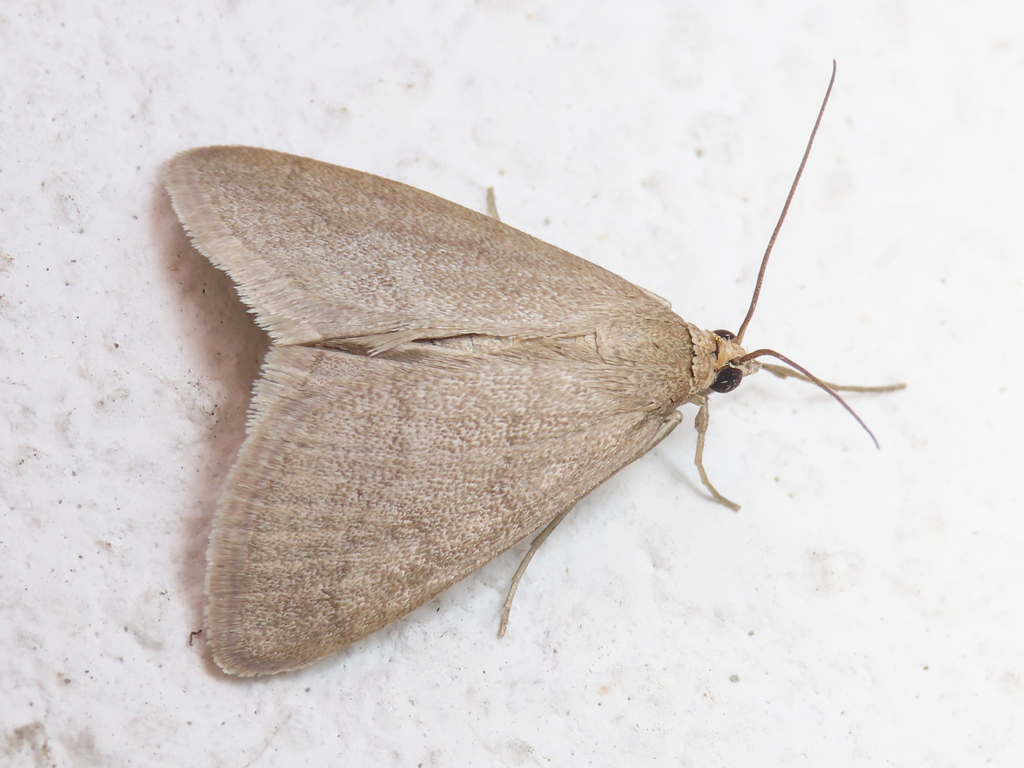 Evergestis mundalis