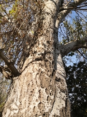 Populus alba