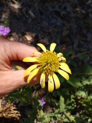 Tetragonotheca repanda