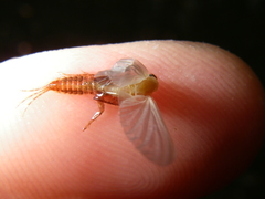 Ephemerella dorothea