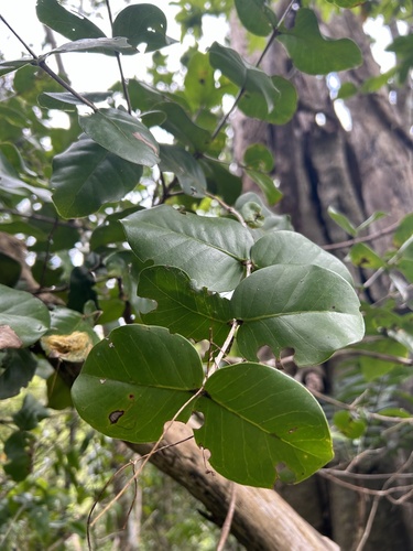 Calyptrogenia biflora, 2024-04-15