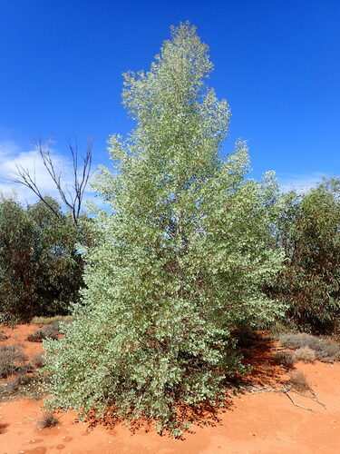 Codonocarpus cotinifolius (Codonocarpus cotinifolius)