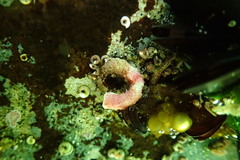 Thylacodes natalensis