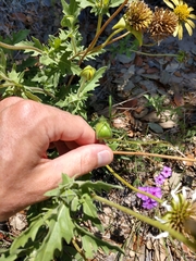 Tetragonotheca repanda