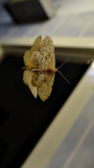 Idaea inquinata