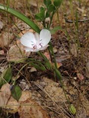 Calochortus umbellatus