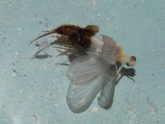 Ephemerella dorothea