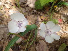 Calochortus umbellatus