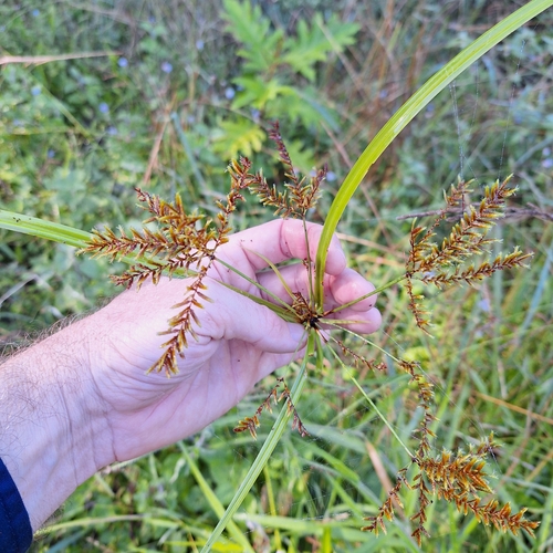Image of Cyperus exaltatus by (c) Greg Tasney, some rights reserved (CC BY-SA)