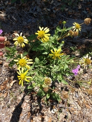 Tetragonotheca repanda