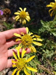 Tetragonotheca repanda