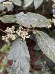 臺灣山桂花
