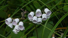 Jovellana sinclairii