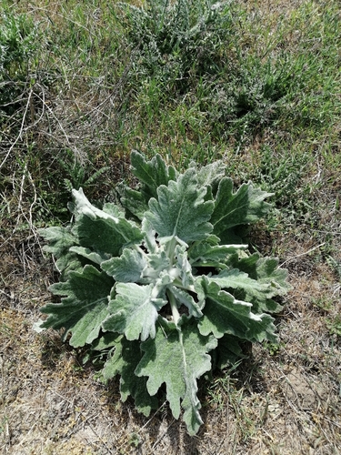 African sage (Salvia aethiopis)