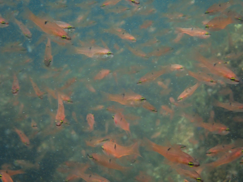 Pink cardinalfish (Apogon pacificus) — Apogonidae