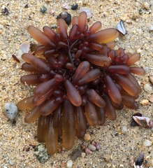 Botryocladia pseudodichotoma