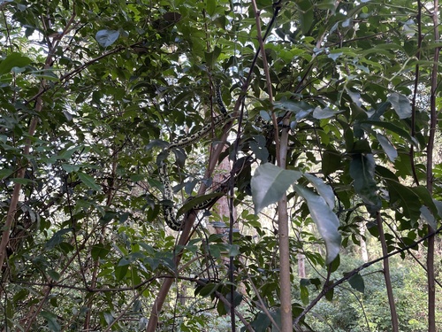 Diamond Python sighting