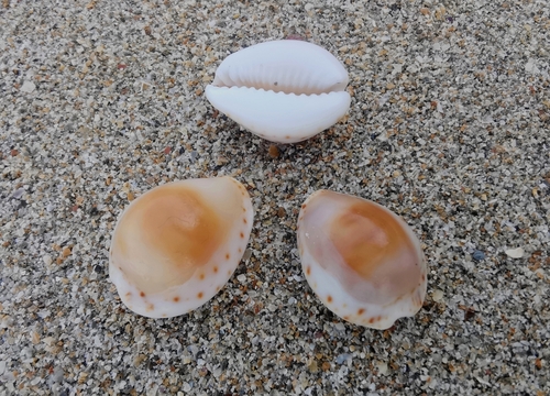 Cypraea lamarckii observed 2024-04-16