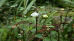 Scutellaria novae-zelandiae