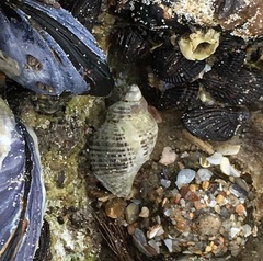 Acanthinucella spirata